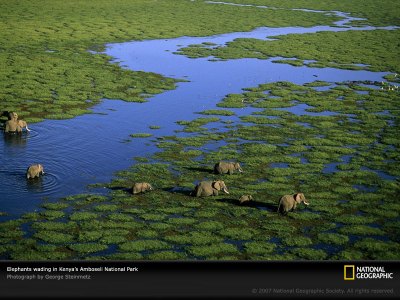 aerial-view-elephants-kenya-981243-sw1